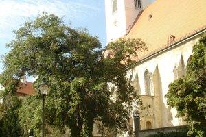 布拉迪斯拉发城堡 - 总教区的主教座堂