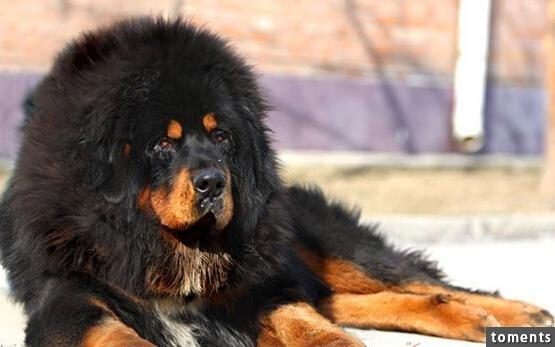 世界上最貴的狗 - 世界上最貴的
