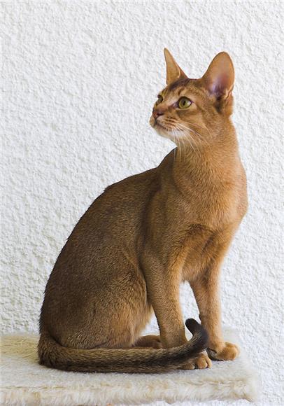 的古埃及 - 阿比西尼亚猫